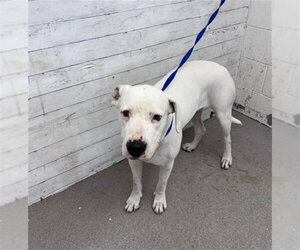 Mutt Dogs for adoption in San Bernardino, CA, USA