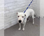 Small Mutt