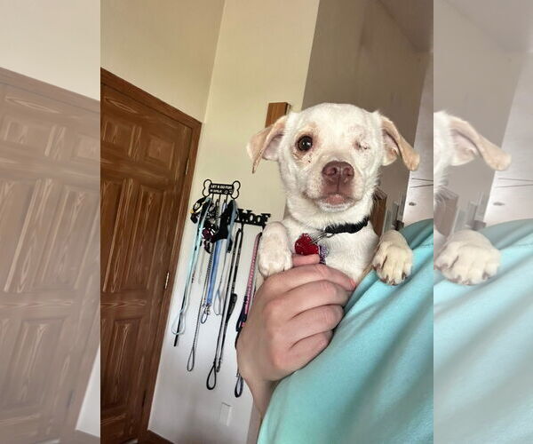 Medium Photo #4  Puppy For Sale in , 