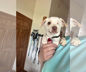 Chihuahua-Unknown Mix Dogs for adoption in New London, WI, USA
