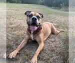 Small Boxer Mix