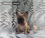 Small Photo #5 French Bulldog Puppy For Sale in MINERAL WELLS, WV, USA