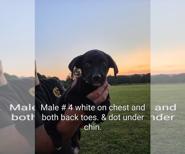 Medium Photo #8 Aussiedor Puppy For Sale in COOPERSTOWN, PA, USA