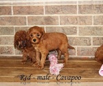 Small #1 Cavapoo