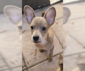 Chihuahua Dogs for adoption in Fremont, CA, USA