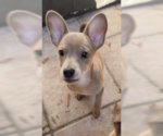 Krissy (Crouton) - Female Chihuahua Dog for Adoption - Small photo
