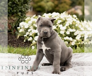 Cane Corso Puppy for sale in HONEY BROOK, PA, USA