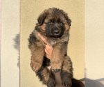 Small #3 German Shepherd Dog