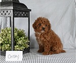 Small Photo #3 Poodle (Miniature) Puppy For Sale in HOLMESVILLE, OH, USA