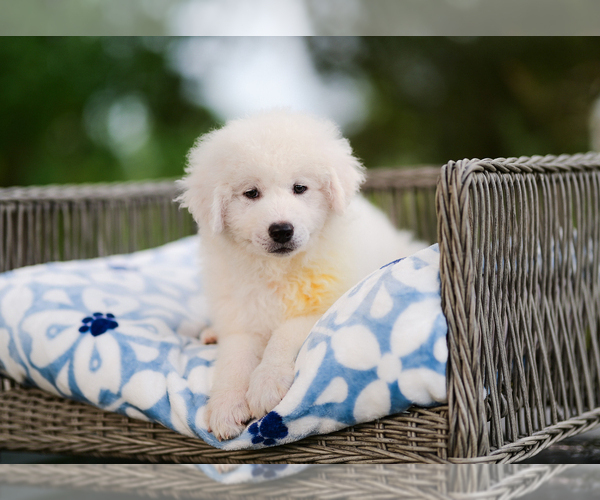 Medium Photo #3 Great Pyrenees Puppy For Sale in CONWAY, MO, USA