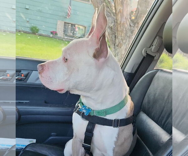 Medium Photo #16 American Pit Bull Terrier Puppy For Sale in Fargo, ND, USA