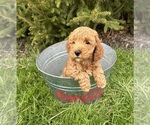 Small Photo #3 Goldendoodle (Miniature) Puppy For Sale in MIDDLEBURY, IN, USA