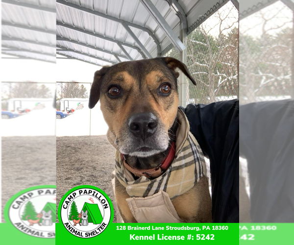 Medium Photo #4 Mutt Puppy For Sale in Stroudsburg, PA, USA