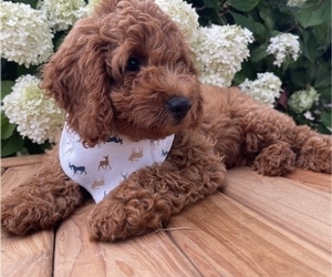 Cockapoo Puppy for sale in HONEY BROOK, PA, USA