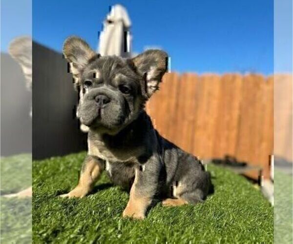 Medium Photo #1 French Bulldog Puppy For Sale in ATHERTON, CA, USA