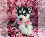 Small Photo #6 Siberian Husky Puppy For Sale in KIRKWOOD, PA, USA