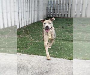 American Pit Bull Terrier Dogs for adoption in Fremont, CA, USA