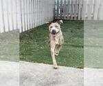 Small American Pit Bull Terrier