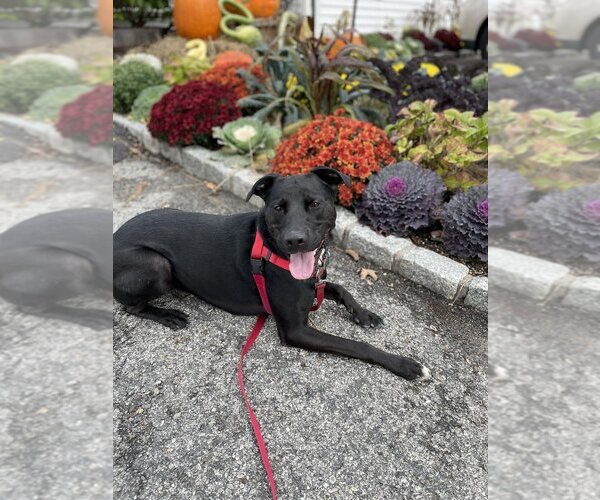 Medium Photo #6 Labrador Retriever-Unknown Mix Puppy For Sale in Brewster, NY, USA