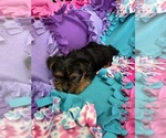 Small Photo #2 Yorkshire Terrier Puppy For Sale in FREDERICK, MD, USA