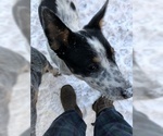 Small Photo #7 Australian Cattle Dog Puppy For Sale in PLYMOUTH, MI, USA