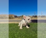 Small #5 French Bulldog
