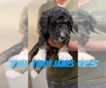 Small #1 Aussiedoodle-Bernedoodle Mix