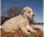 Small Photo #9 Central Asian Shepherd Dog Puppy For Sale in Winnipeg, Manitoba, Canada