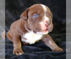 American Bully Puppy for sale in PALMDALE, CA, USA
