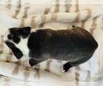 Puppy 2 Boston Terrier
