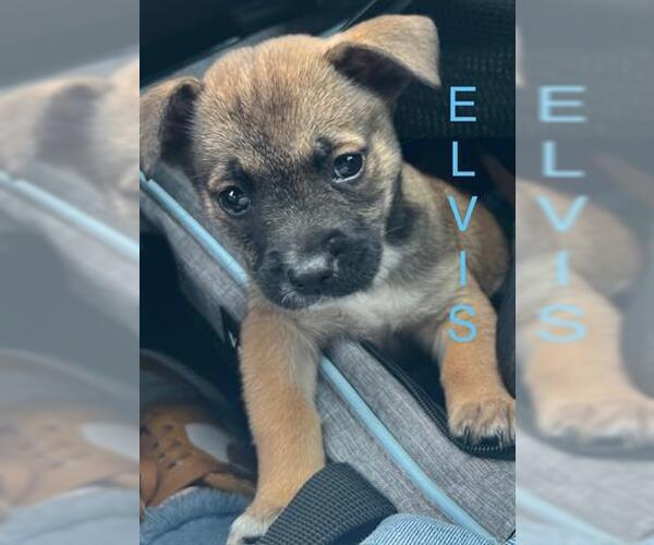 Medium Photo #1 German Shepherd Dog-Unknown Mix Puppy For Sale in Houston, TX, USA