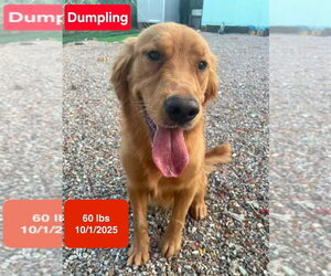 Dumpling - Male Golden Retriever Dog for Adoption - Photo #3