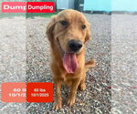 Small Photo #3 Golden Retriever Puppy For Sale in West Hollywood, CA, USA