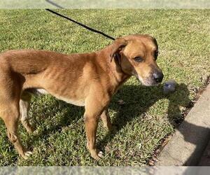 Labrador Retriever Dogs for adoption in Houston, TX, USA