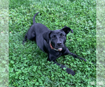 Small #8 Labrador Retriever Mix