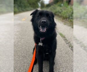 Retriever -Unknown Mix Dogs for adoption in Skokie, IL, USA