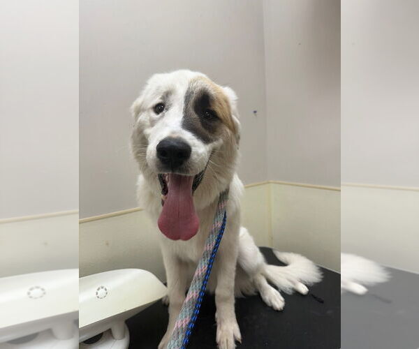 Medium Photo #2 Great Pyrenees Puppy For Sale in Great Bend, KS, USA