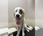 Small #1 Great Pyrenees