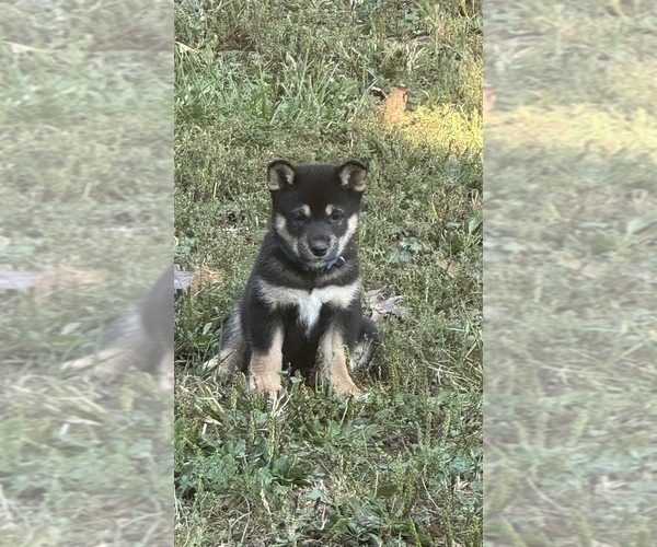 Medium Photo #4 Shiba Inu Puppy For Sale in NEW ATHENS, IL, USA