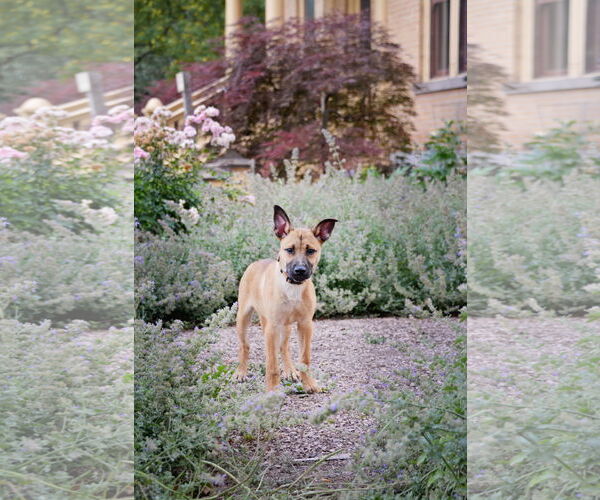 Medium Photo #7 Mutt Puppy For Sale in Sandy, UT, USA