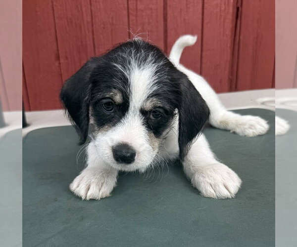 Medium Photo #1 ShiChi Puppy For Sale in Mundelein, IL, USA