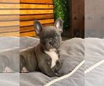 Small Photo #6 English Bulldog Puppy For Sale in CHULA VISTA, CA, USA