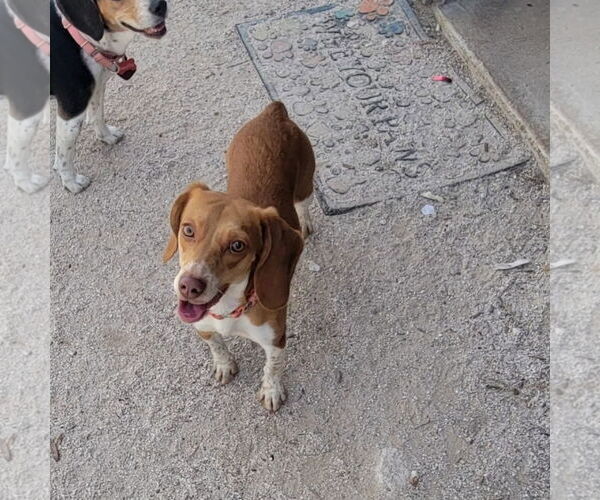 Medium Photo #4 Beagle Puppy For Sale in Las Vegas, NV, USA