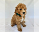 Puppy Teal collar Goldendoodle (Miniature)