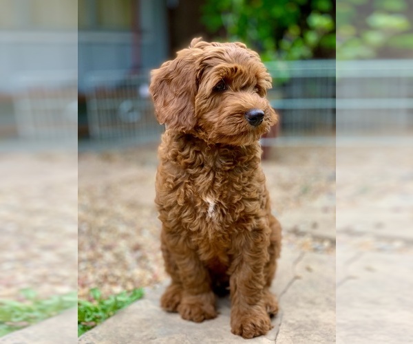 Medium Photo #11 Australian Labradoodle Puppy For Sale in MILL VALLEY, CA, USA