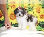 Image preview for Ad Listing. Nickname: Birdie