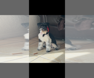 Mother of the Schnauzer (Miniature) puppies born on 02/06/2026