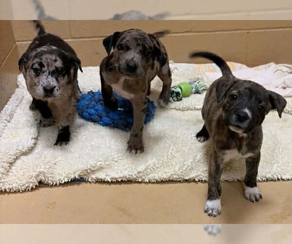 Medium Photo #3 Catahoula Leopard Dog-Unknown Mix Puppy For Sale in Rockaway, NJ, USA