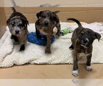 Small #2 Catahoula Leopard Dog Mix