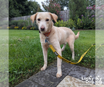 Small #4 Labrador Retriever Mix